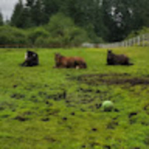 Meet your Posher, Elysia